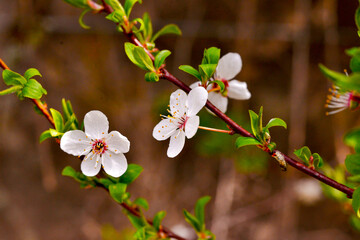 blossom in spring