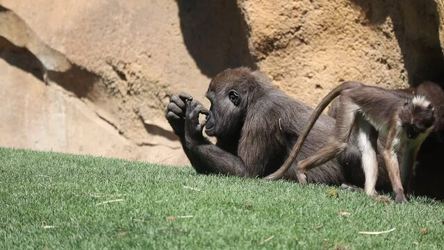 Western Lowland Gorilla with Collared Mangabey in Zoological Garden. Endangered Species in Zoo. 