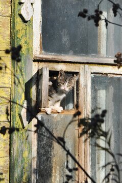 Cats in the window