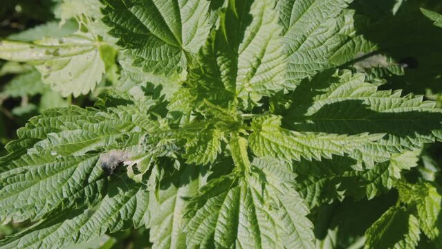 Close up of fresh wild stinging nettle growing in the garden or meadow. Macro. Wild herbs, natural vegetables. High quality 4k footage
