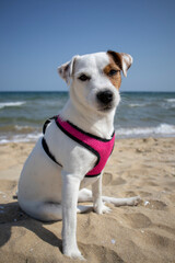 Jack russell terrier enjoying a sunny beach day