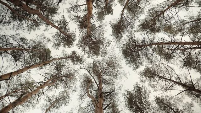 View from below as pine tree tops sway