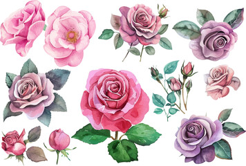 watercolor Roses flowers