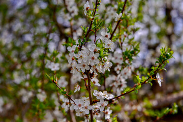 blossoming tree