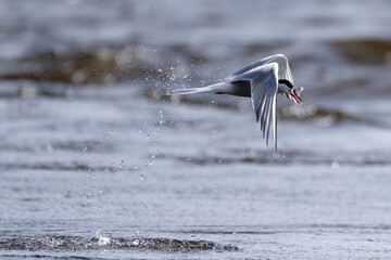 Common tern rising from water with a tiny smelt fish in its peak that was freshly caught at the end of April in Western Finland.
