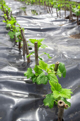 Young currant plants in an organic farm