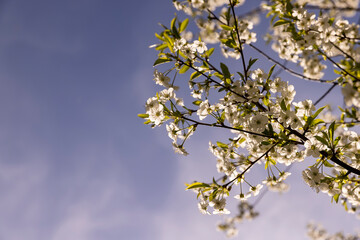 white flowers on cherry trees in the orchard