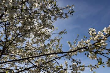 white flowers on cherry trees in the orchard