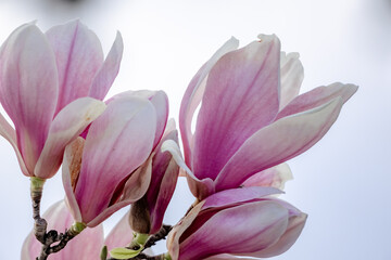 Fototapeta premium Magnolia Sulanjana flowers with petals in the spring season. beautiful pink magnolia flowers in spring, selective focusing.