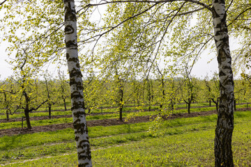 apple trees in the orchard in cloudy weather
