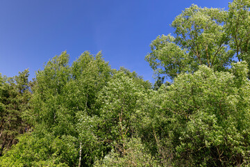 mixed forest with green foliage on trees in clear weather