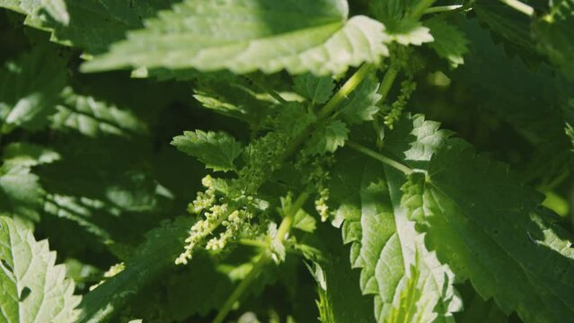 Close up of fresh wild stinging nettle growing in the garden. Stinging nettle flowers. Macro. Wild herbs, natural vegetables. High quality 4k footage