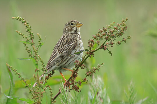 Corn bunting, Emberiza calandra, on the meadow