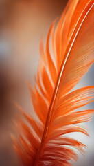 Bright macro shot of orange feathers
