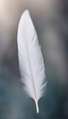 Light Feather on Watercolor Background