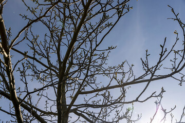 blooming walnut tree in the orchard