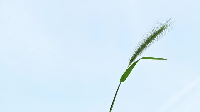 Green mouse barley of foxtail weed in meadow
