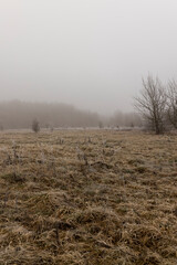 trees after frosts in foggy weather