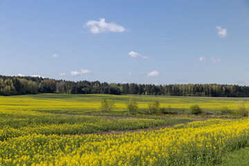 Obraz premium a monocultural field with flowering rapeseed in agriculture