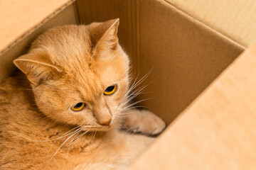 red cat sitting in a cardboard box.