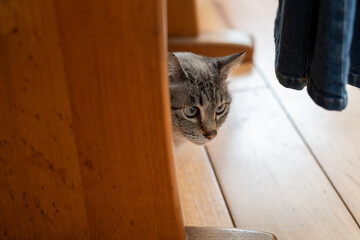 家具の下から見つめる猫　シャムトラ猫