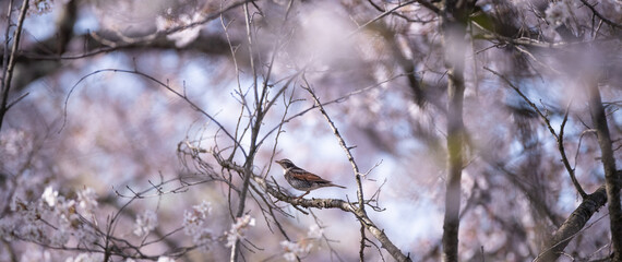 桜の木に止まる野鳥