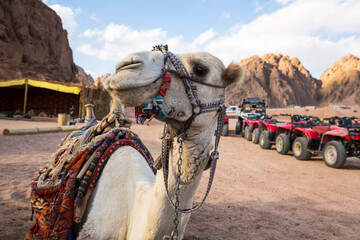 Fototapeta premium View of the camel in desert