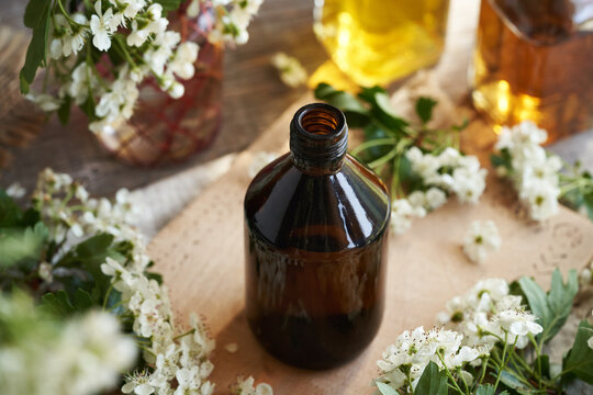 A dark bottle of herbal tincture with fresh hawthorn or Crataegus laevigata flowers in spring