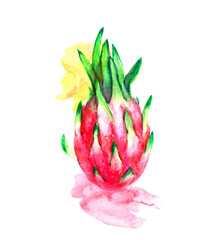 Hand drawn watercolor dragon fruit illustration with artistic paint stains. Tropical exotic pitaya for food and drink background.