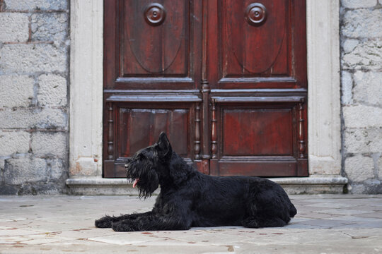 A patient black Schnauzer dog reclines before a grand wooden door. This canine calm adds life to the stoic stone surroundings