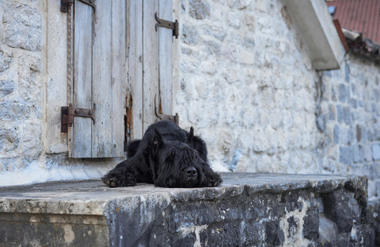 A black Schnauzer perches on an ancient stone doorstep, blending in with the rustic textures of an old European village