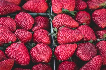 Strawberries, with their bright red color and sweet flavor, embody the essence of summer. They're...