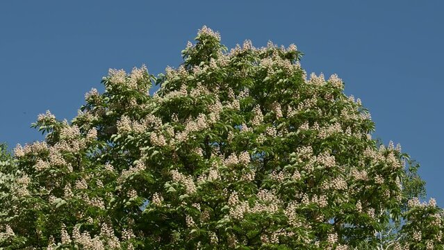 Horse chestnut treetop flowering in spring