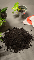process of planting flowers in the office - universal flower soil - transplanting station