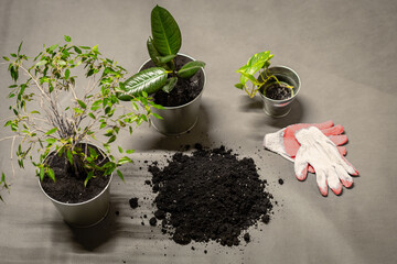 process of planting flowers in the office - universal flower soil - transplanting station