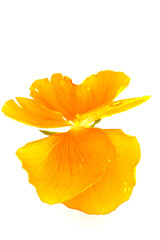 An image of an annual orange flower on a light background.