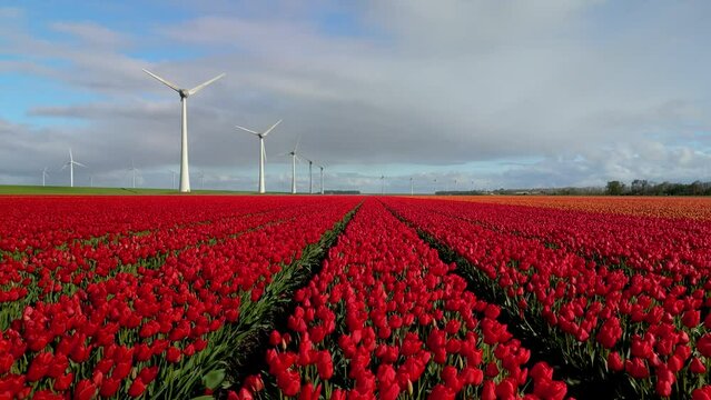 Windmill park in Spring, windmill turbines generating green energy electrically, windmills and tulip flowers, field of tulips in the Netherlands