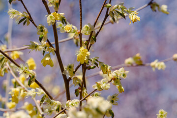 small yellow flowers blooming on the tree (corylopsis)