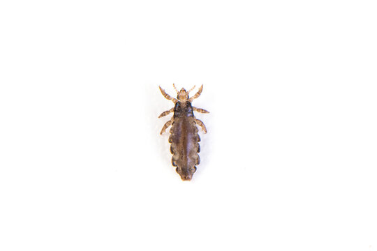 The head louse (Pediculus humanus capitis) isolated on white background