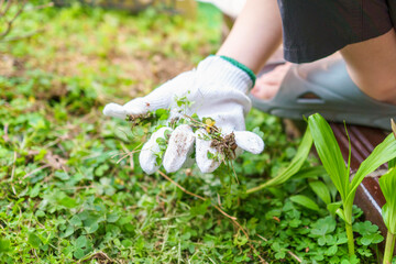 手で草を掴み取る子供の手。庭で雑草取り。作業用手袋と雑草。お手伝い。