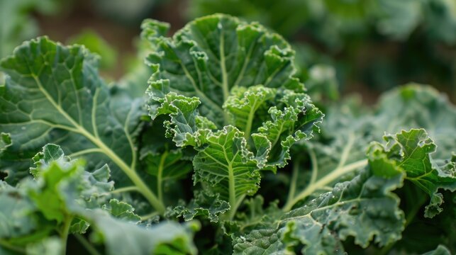 A wild kale plant with a vibrant green color is growing