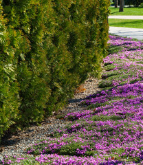 Green wall of thuja occidentalis will rise above Pink moss phlox (Phlox subulata) McDaniel's Cushion bloom in City park Krasnodar or Galitsky Park in sunny spring 2024.