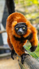 Portrait lemur maki vari roux adulte regardant la camera et marchant.