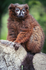 Portrait Lemur à ventre roux mâle sur fond flou posé sur un rocher