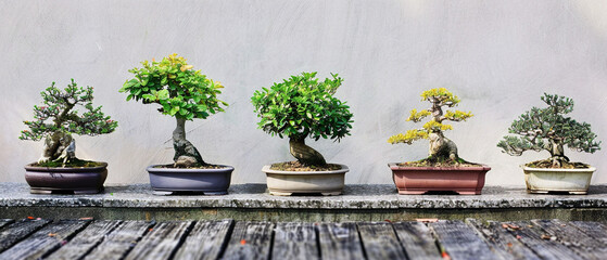 Detailed photograph showcasing multiple bonsai trees at different points in their growth cycle indoors.