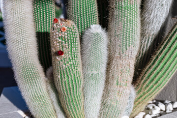 Large cactus growing in botanical garden. Green cacti background