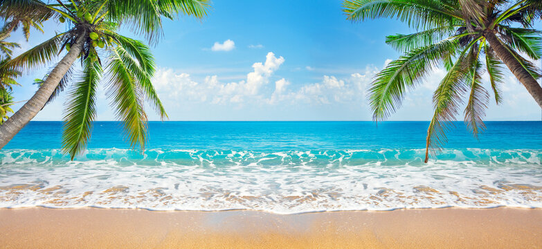 panorama of tropical beach with coconut palm trees