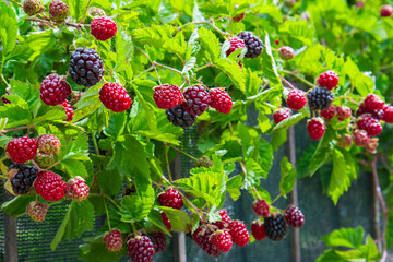 Blackberry Plant from the Garden