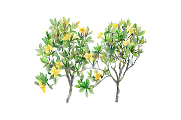 Vibrant Watercolor Yellow Flowering Trees. Vector illustration design.