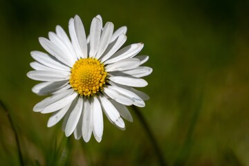 Daisies, with white petals and golden centers, symbolize innocence and joy. They adorn fields and gardens, bringing a touch of freshness and charm to the landscape.


